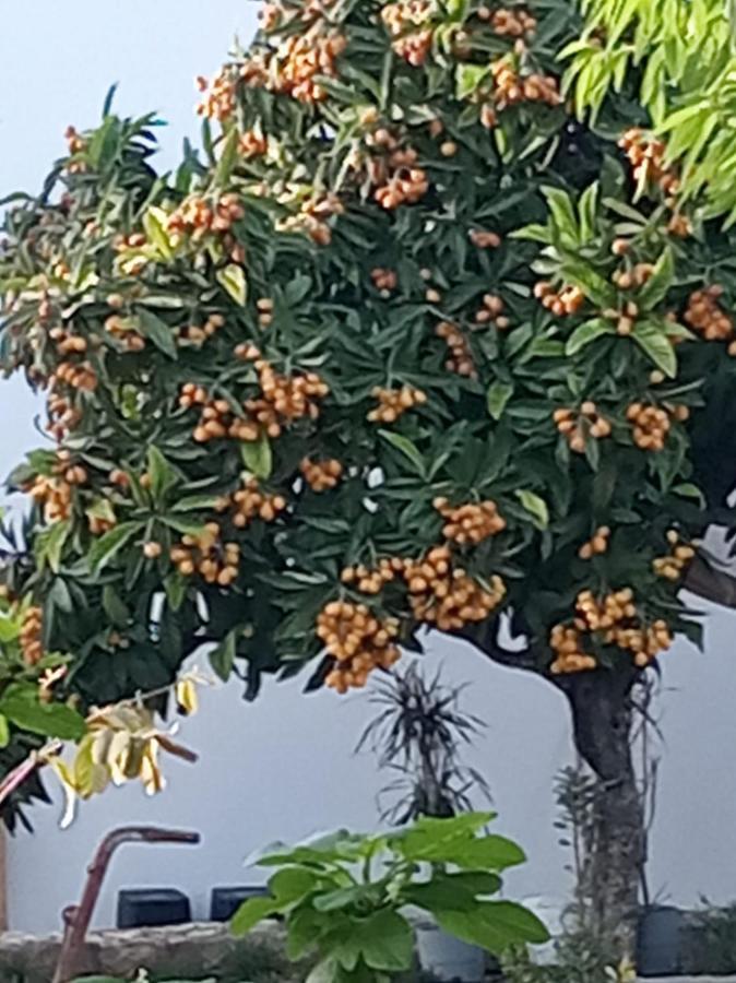 Malhao Monte Papa Figos别墅 外观 照片